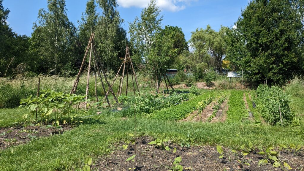 Unser Gemüsegarten