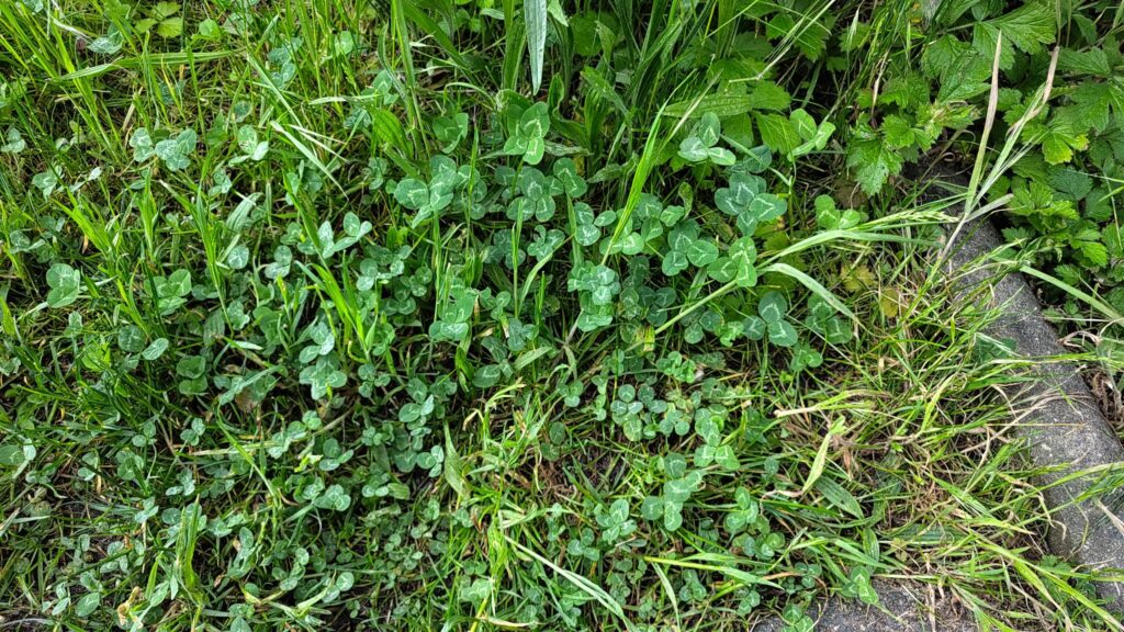 In unserem Garten wächst Glücksklee. :-) 