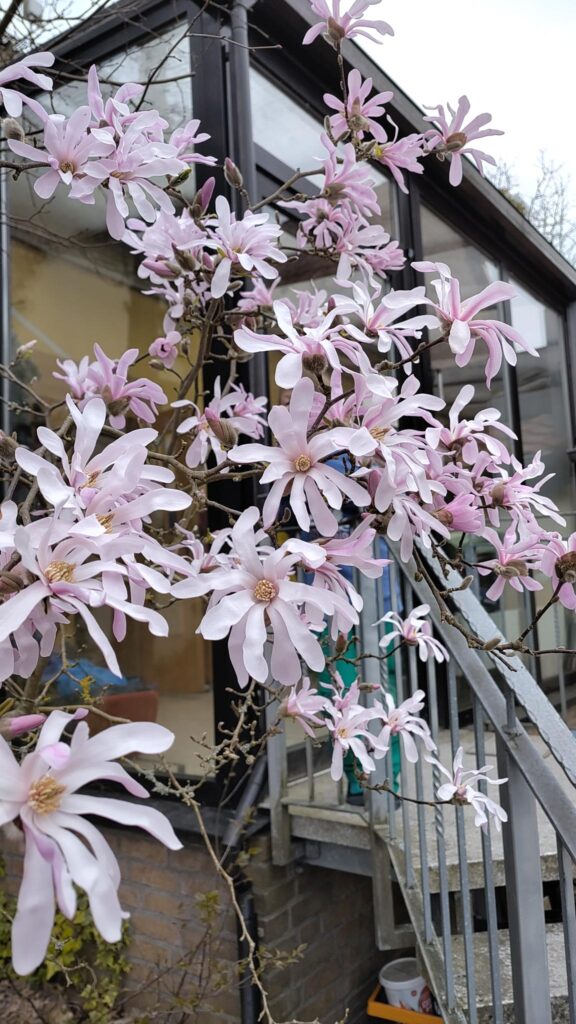 Blühende Magnolie